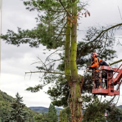 Pracownik wykonuje wycinkę drzew z podnośnika.