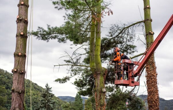 Pracownik wykonuje wycinkę drzew z podnośnika.