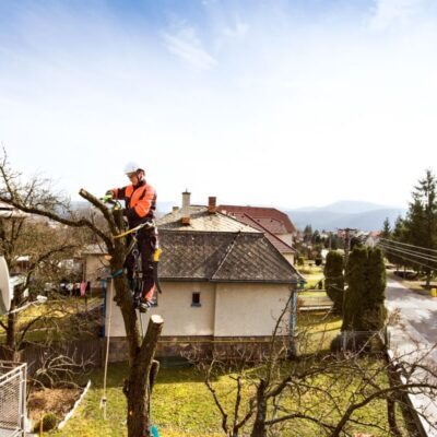 Pracownik w trakcie wycinki drzew na działce przy domu.