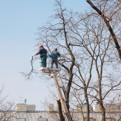 Pracownicy na podnośniku prowadzą wycinkę drzew na terenie zabudowanym.