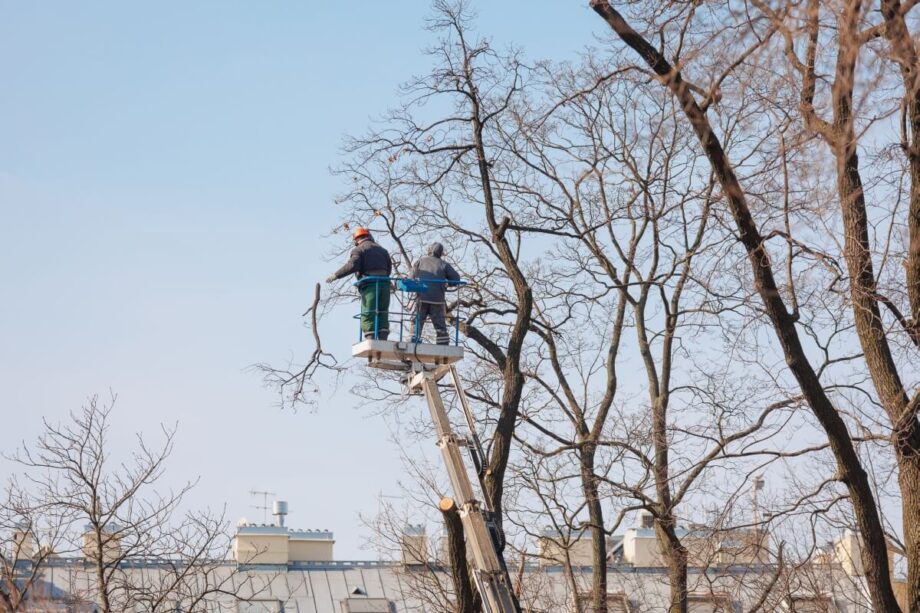 Pracownicy na podnośniku prowadzą wycinkę drzew na terenie zabudowanym.