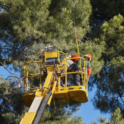 Pracownicy na podnośniku zajmują się usunięciem drzewa przy sieci energetycznej.