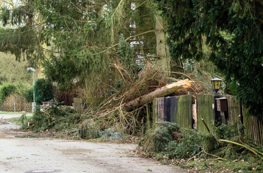 Na zdjęciu widoczna jest uliczka, gdzie konieczne jest usuwanie powalonych drzew.