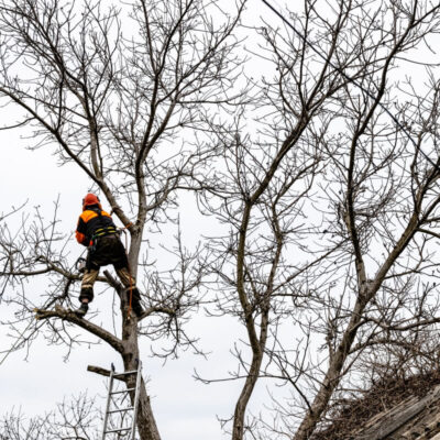 Arborysta wycinka drzew wspina się po drabinie do gałęzi.