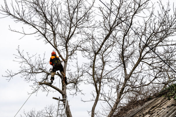 Arborysta wycinka drzew wspina się po drabinie do gałęzi.