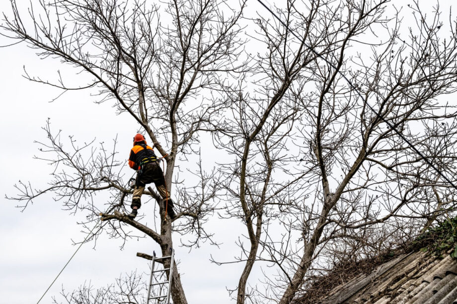 Arborysta wycinka drzew wspina się po drabinie do gałęzi.