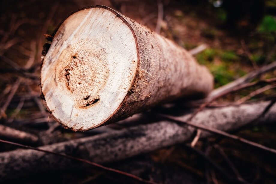 Pniak drzewa leżący na ziemi pochodzący z wycinki drzew pod inwestycje.