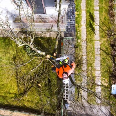 Zdjęcie przedstawia arborystę przy pracy na drzewie, świadczącego profesjonalne usługi arborystyczne.