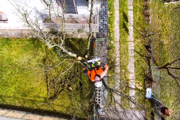 Zdjęcie przedstawia arborystę przy pracy na drzewie, świadczącego profesjonalne usługi arborystyczne.