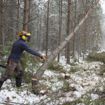 Pracownik w trakcie wycinki drzew dla firm budowlanych w zimowym lesie.