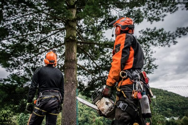 Robotnicy w kaskach i z piłą łańcuchową przygotowują się do wycinki drzewa, gdzie koszt wycinki drzewa a wielkość są głównymi czynnikami wpływającymi na cenę.