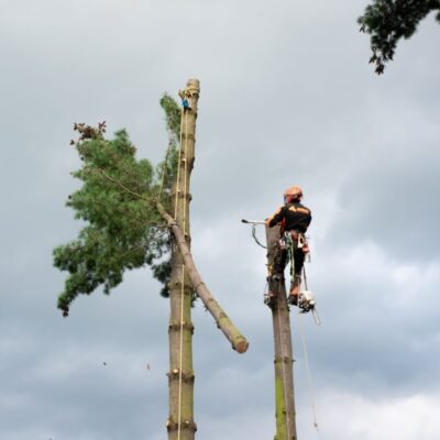 Specjalistyczna wycinka drzew metodą alpinistyczną na tle zachmurzonego nieba.